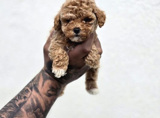 Irk Ve Sağlık Garantili Maltipoo Yavrular