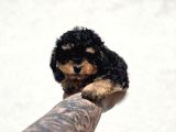 Özel Renk Phantom Toy Poodle Yavrular