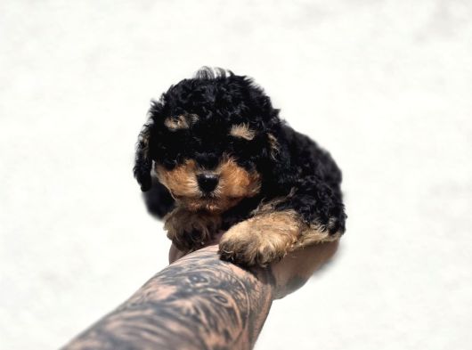Özel Renk Phantom Toy Poodle Yavrular görsel