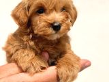 Irk Ve Sağlık Garantili Maltipoo Bebekler