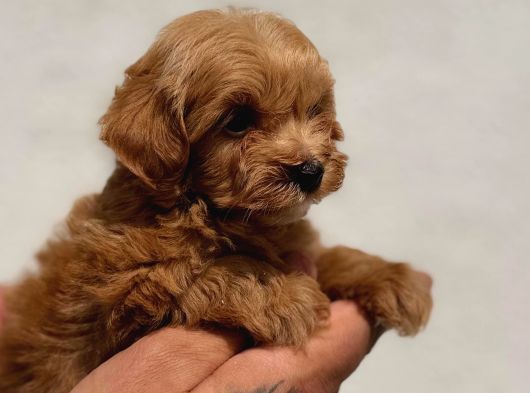 Irk Ve Sağlık Garantili Maltipoo Bebekler görsel