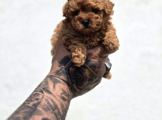 Irk Ve Sağlık Garantili Maltipoo Yavrular görsel
