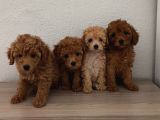 Şeker Tadında Pofuduk Poodle Bebekler