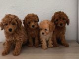 Şeker tadında pofuduk poodle bebekler