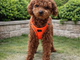 Elite Class Toy Poodle