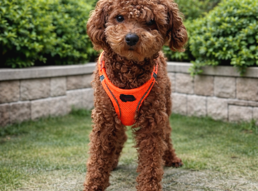 Elite Class Toy Poodle görsel
