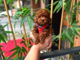 Kore Poodle Yavrularımız Sahnede