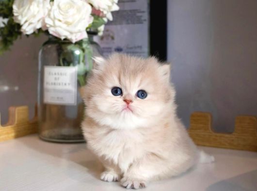 Nadir Görülen Ay Golden British Longhair görsel