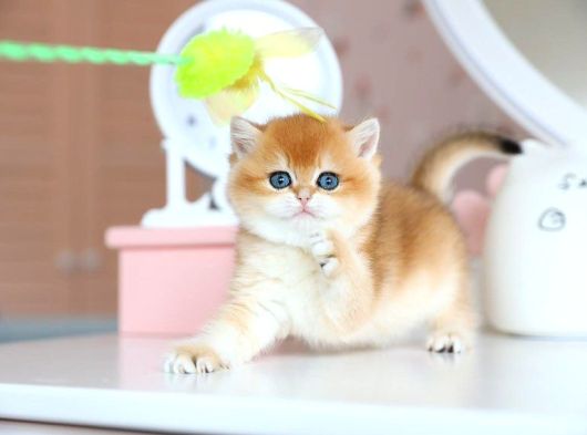 Güzellik Şampiyonu Golden British Shorthair yavrumuz