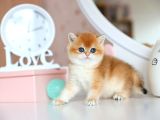 Güzellik Şampiyonu Golden British Shorthair Yavrumuz