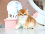 Güzellik Şampiyonu Golden British Shorthair Yavrumuz