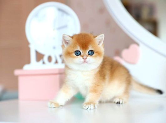 Güzellik Şampiyonu Golden British Shorthair Yavrumuz görsel