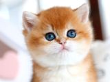 Güzellik Şampiyonu Golden British Shorthair Yavrumuz