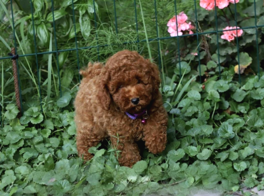 A Kalite Toy Poodle Yavrularımız görsel