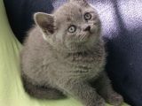 British shorthair yavrularımız