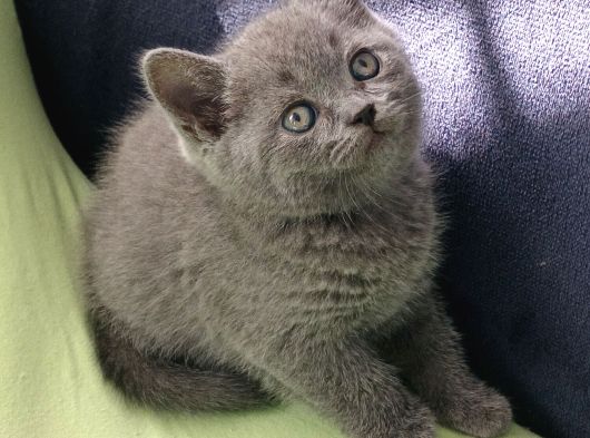 British Shorthair Yavrularımız