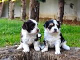 Morkie Bebekler