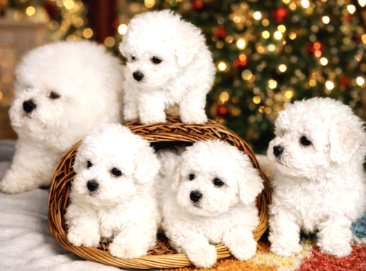Bichon Frise Yavrularımız görsel