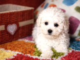 Bichon Frise Yavrularımız