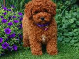A Kalite Toy Poodle Yavrularımız