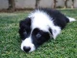 Safkan Border Collie Yavruları