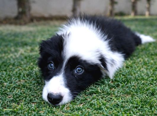 Safkan Border Collie Yavruları görsel