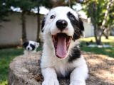 Safkan Border Collie Yavruları