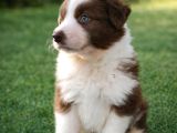 Safkan Border Collie Yavruları