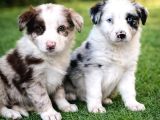 Safkan Border Collie Yavruları