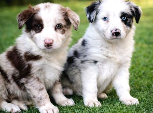 Safkan Border Collie Yavruları görsel