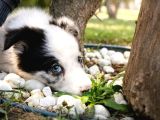 Safkan Border Collie Yavruları