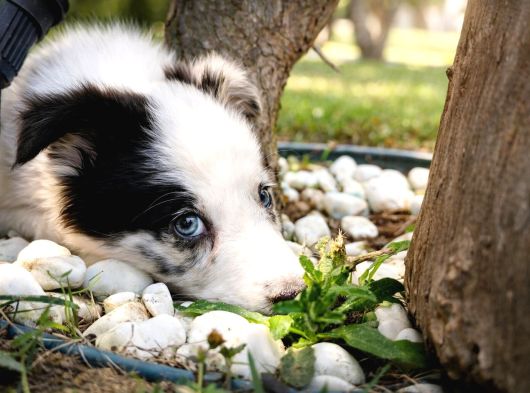 Safkan Border Collie Yavruları görsel