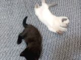 Bakmadan Geçme Kali̇te Yavrular Her Renk Ci̇nnamon Ve Bi̇colar
