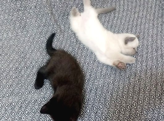Bakmadan Geçme Kali̇te Yavrular Her Renk Ci̇nnamon Ve Bi̇colar görsel