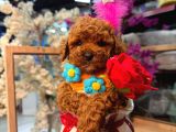 Mağazamızdan Ufak Boy Toypoodle Yavrumuz