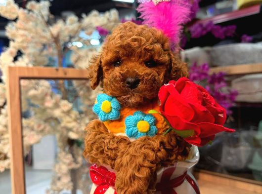 Mağazamızdan Ufak Boy Toypoodle Yavrumuz görsel