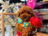 Mağazamızdan Ufak Boy ToyPoodle Yavrumuz