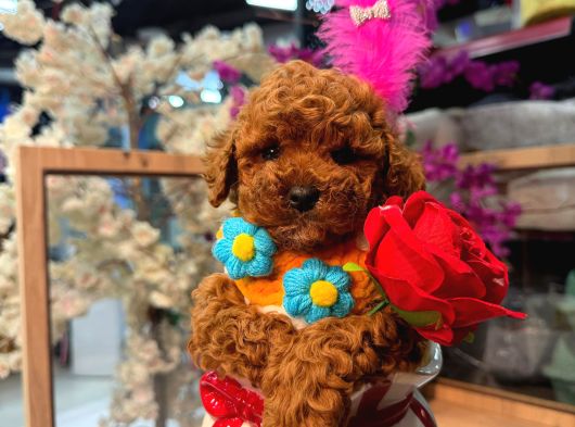 Mağazamızdan Ufak Boy Toypoodle Yavrumuz