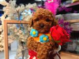 Mağazamızdan Ufak Boy Toypoodle Yavrumuz