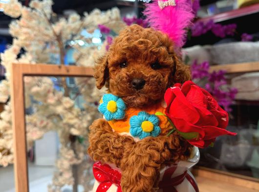 Mağazamızdan Ufak Boy Toypoodle Yavrumuz görsel