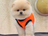 Mağazamızdan Ayı Surat Pomeranian Boo Yavrumuz