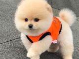 Mağazamızdan Ayı Surat Pomeranian Boo Yavrumuz