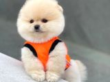 Mağazamızdan Ayı Surat Pomeranian Boo Yavrumuz