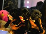 Safkan Gül Kuyruk Pug Yavrular