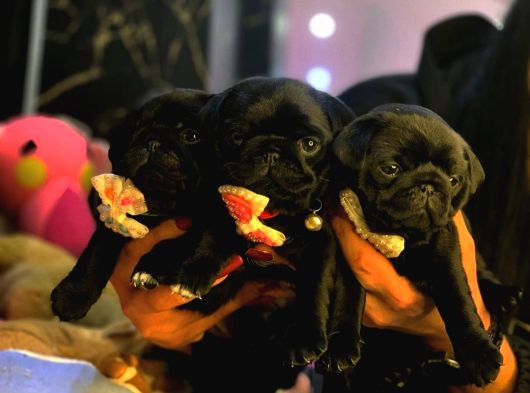 Safkan Gül Kuyruk Pug Yavrular