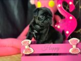 Safkan Gül Kuyruk Pug Yavrular
