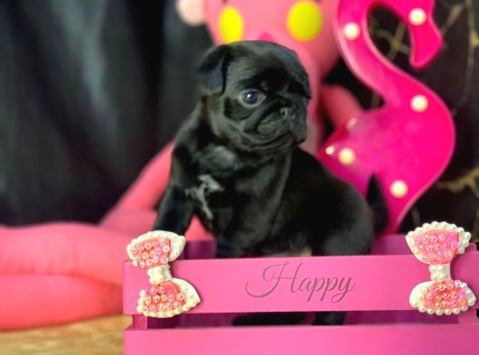 Safkan Gül Kuyruk Pug Yavrular görsel