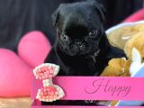 Safkan Gül Kuyruk Pug Yavrular