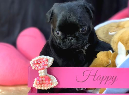 Safkan Gül Kuyruk Pug Yavrular görsel