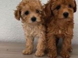 Şeker Tadında Poodle Bebekler
